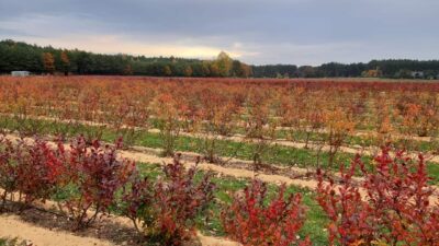 Bursalı üreticilerin acil isteği! Çiftçi için iki önemli proje…