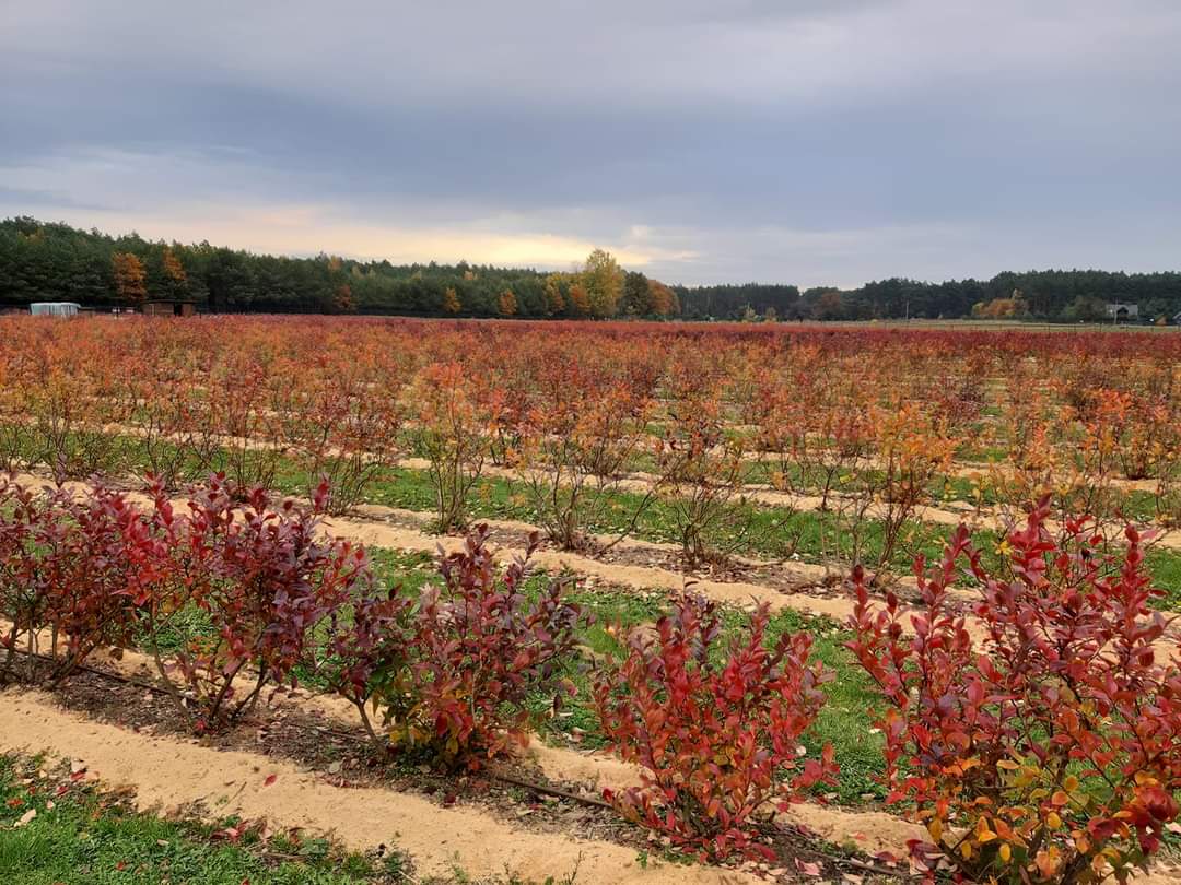 Bursalı üreticilerin acil isteği! Çiftçi için iki önemli proje…