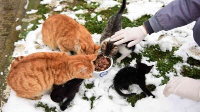 Yıldırım’da can dostlar emin ellerde