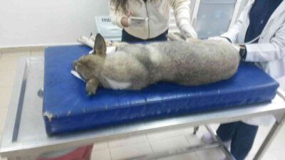 Bursa’da korkunç görüntüler! 30 köpeği zehirleyip öldürdüler…