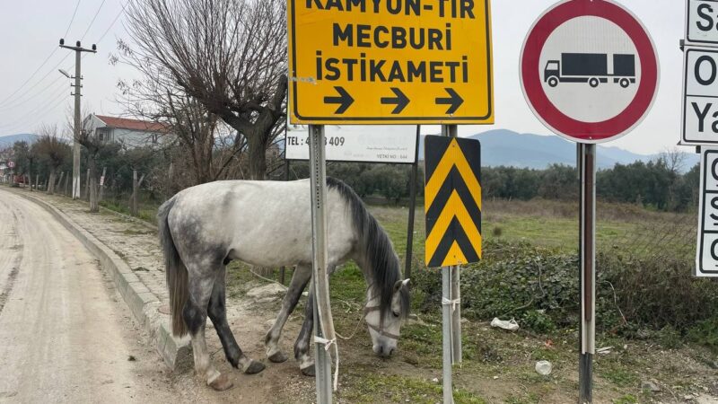 Bursa’da yol ortasında şoke eden görüntü! Bursa’da insanı şoke eden görüntüler İznik ilçesinde kaydedildi.