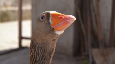 Kesmek için aldı! Kanka oldu!