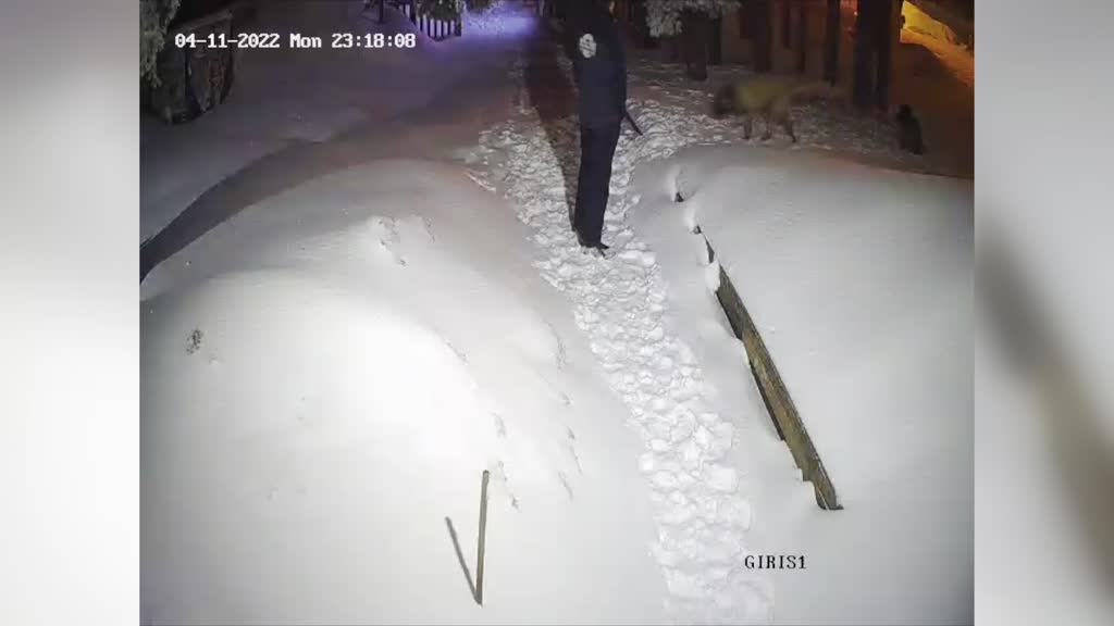 Görüntüler Bursa’dan! Ayı ile köpek…