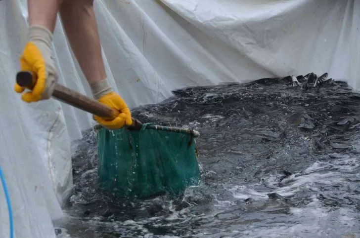 Ordu’da üretiliyor! Rusya ve Japonya kapış kapış alıyor! Ordu’da üretiliyor! Rusya ve Japonya kapış kapış alıyor!