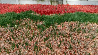 Tonlarcası elde kaldı! Üreticilerden tepki