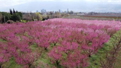 Bursa’da muhteşem görüntüler! Pembeye büründü