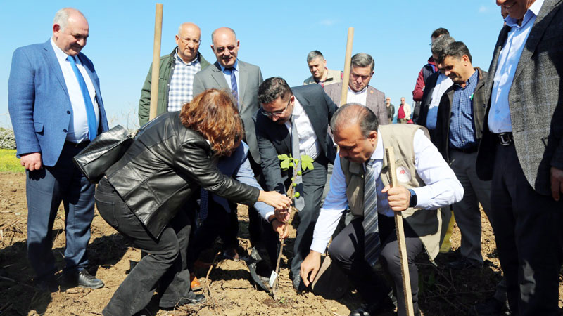 Bursa’da incir fidanları toprakla buluşturuldu