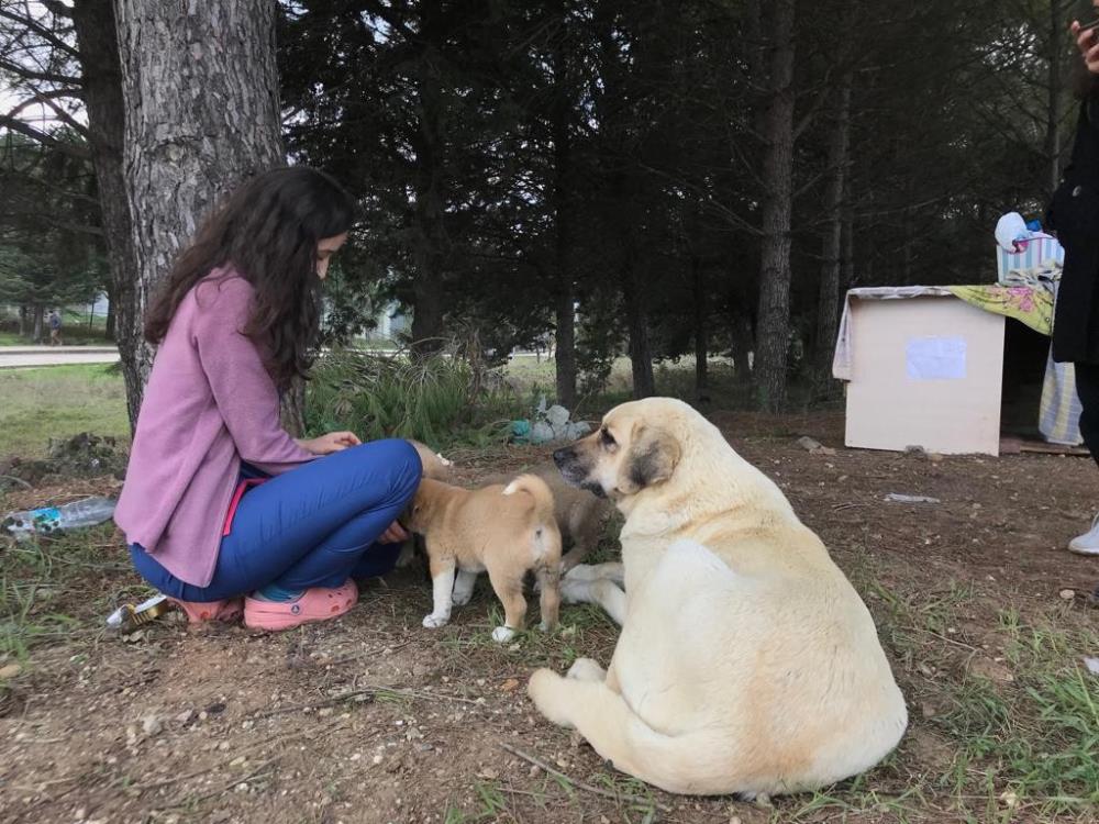 Yer: Bursa… Anne köpek hastane bahçesini yuva edindi Yer: Bursa… Anne köpek hastane bahçesini yuva edindi