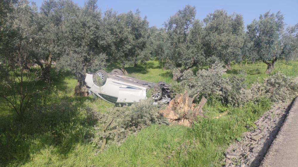 Bursa’da otomobil zeytinliğe uçtu