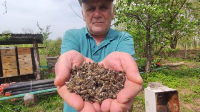 Bursa’da arı faciası…Yüzlerce kovan arı telef oldu