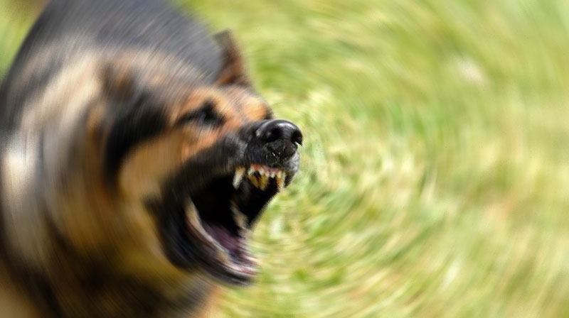 Bursa’da dehşeti yaşadı! 8 köpeğin saldırdığı çocuk…