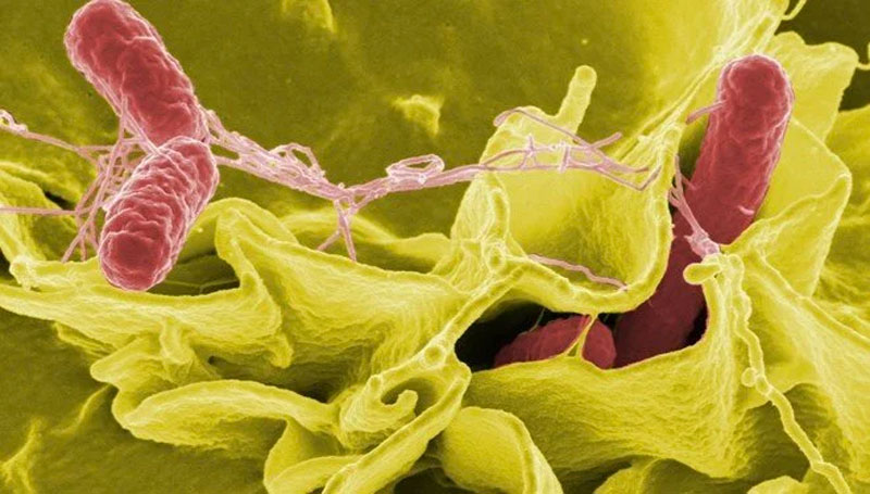 DSÖ’den Salmonella açıklaması