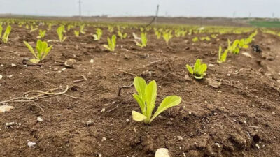 Marul fiyatlarına rekor zam