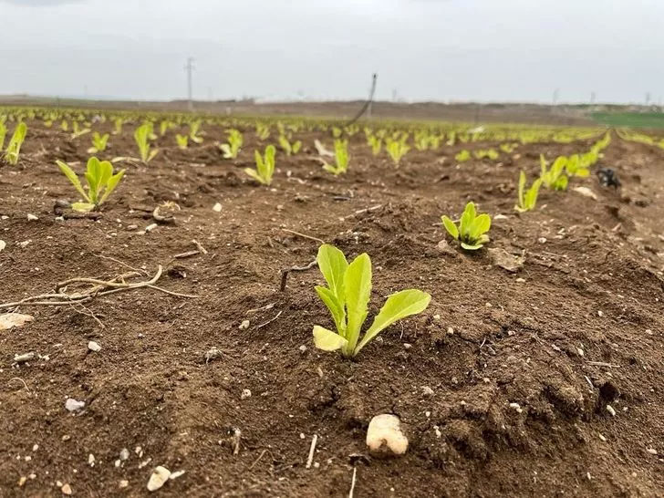 Marul fiyatlarına rekor zam