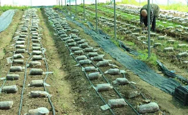 Türkiye’de bir ilk! Kilosu 3 bin lira… Müthiş gelir sağlıyor!