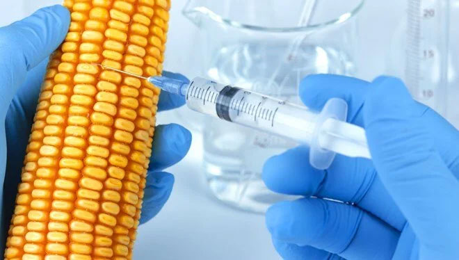 GDO’lu hayvan yemine onay