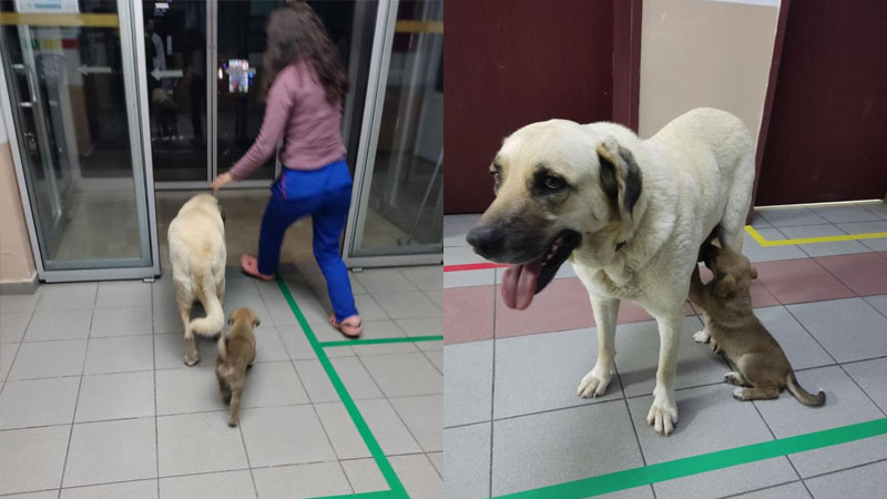 Yer: Bursa… Yavrusunun peşini bırakmadı