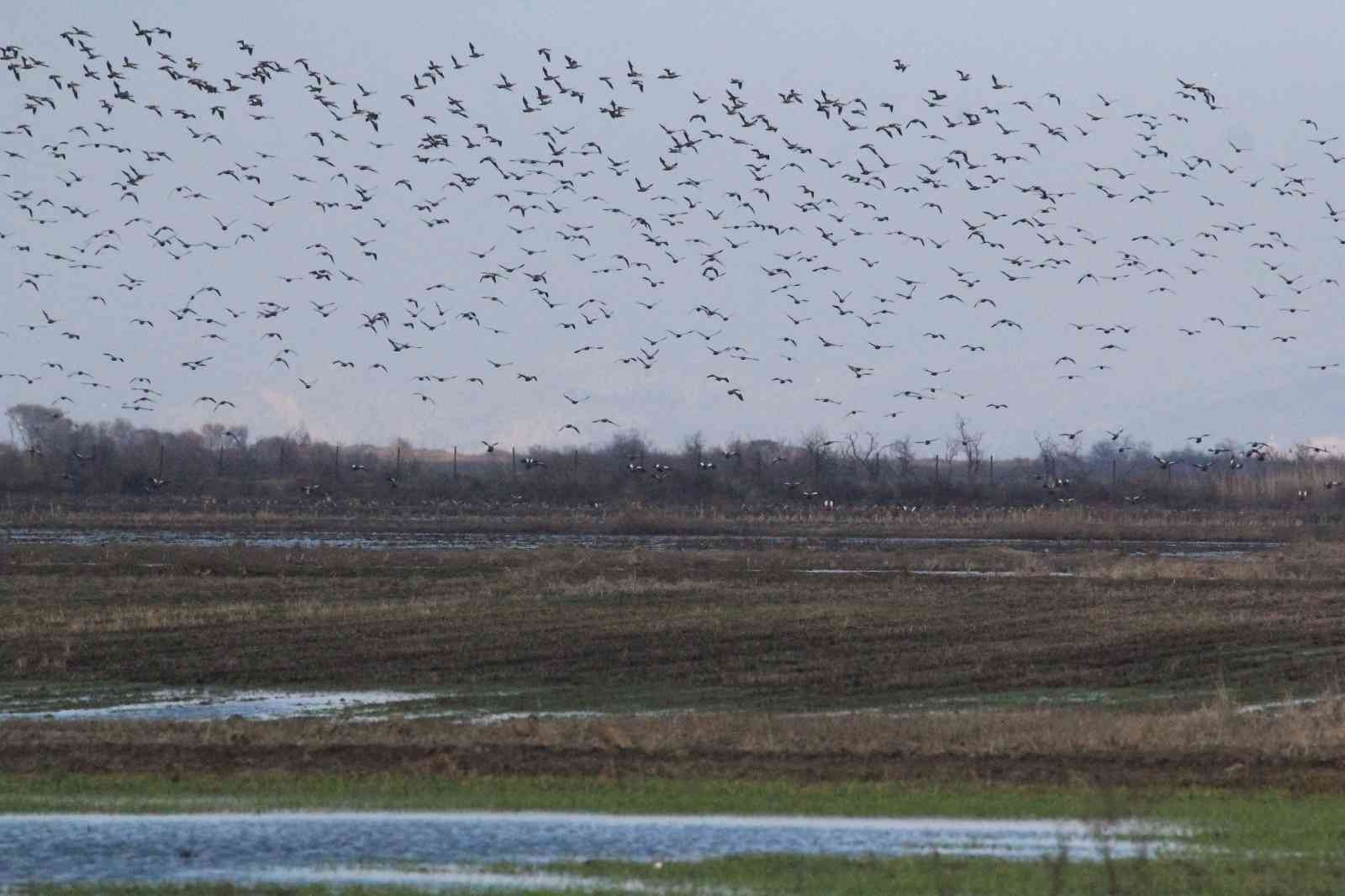 Bursa semalarında 35 bin pelikanın göç yolculuğu Bursa semalarında 35 bin pelikanın göç yolculuğu