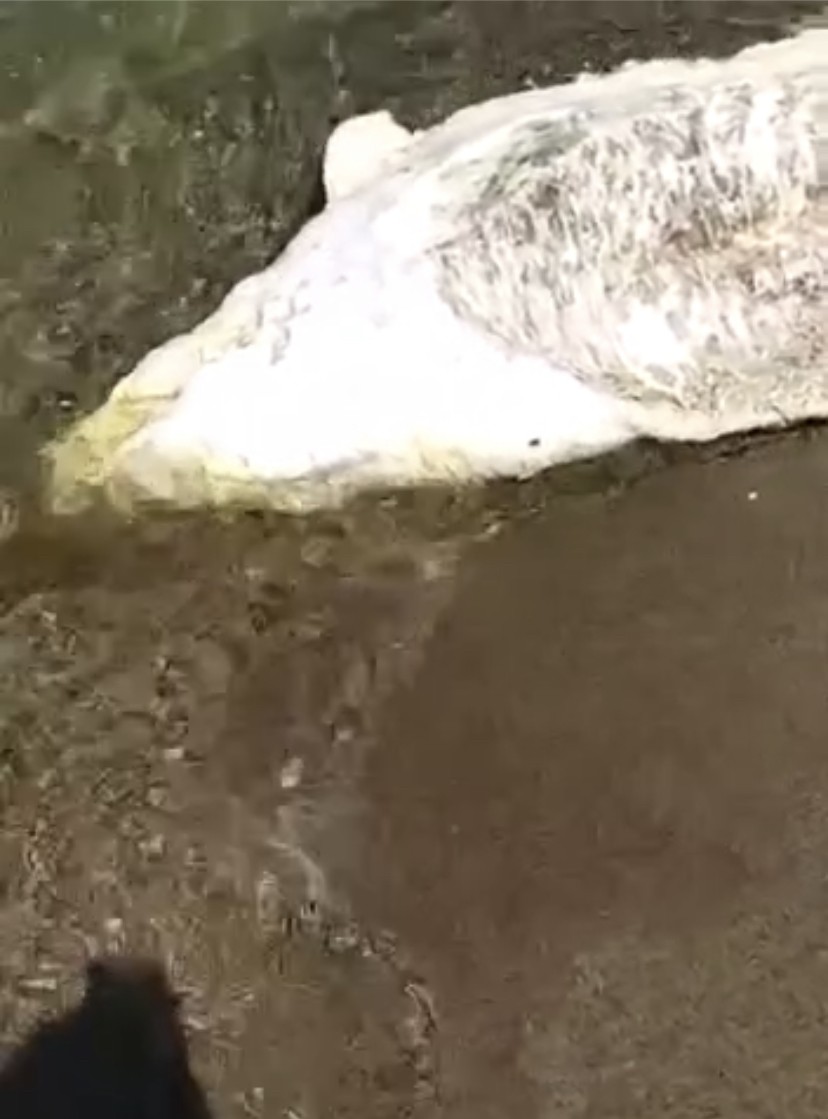Bursa’da ölü yunus balığı karaya vurdu