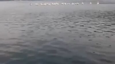 Bursa’da pelikan sürüsü kameralara yansıdı