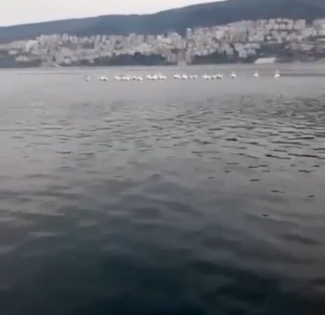 Gemlik’te sabah balığa çıkan Serdar Döner ve Adnan Balı pelikan