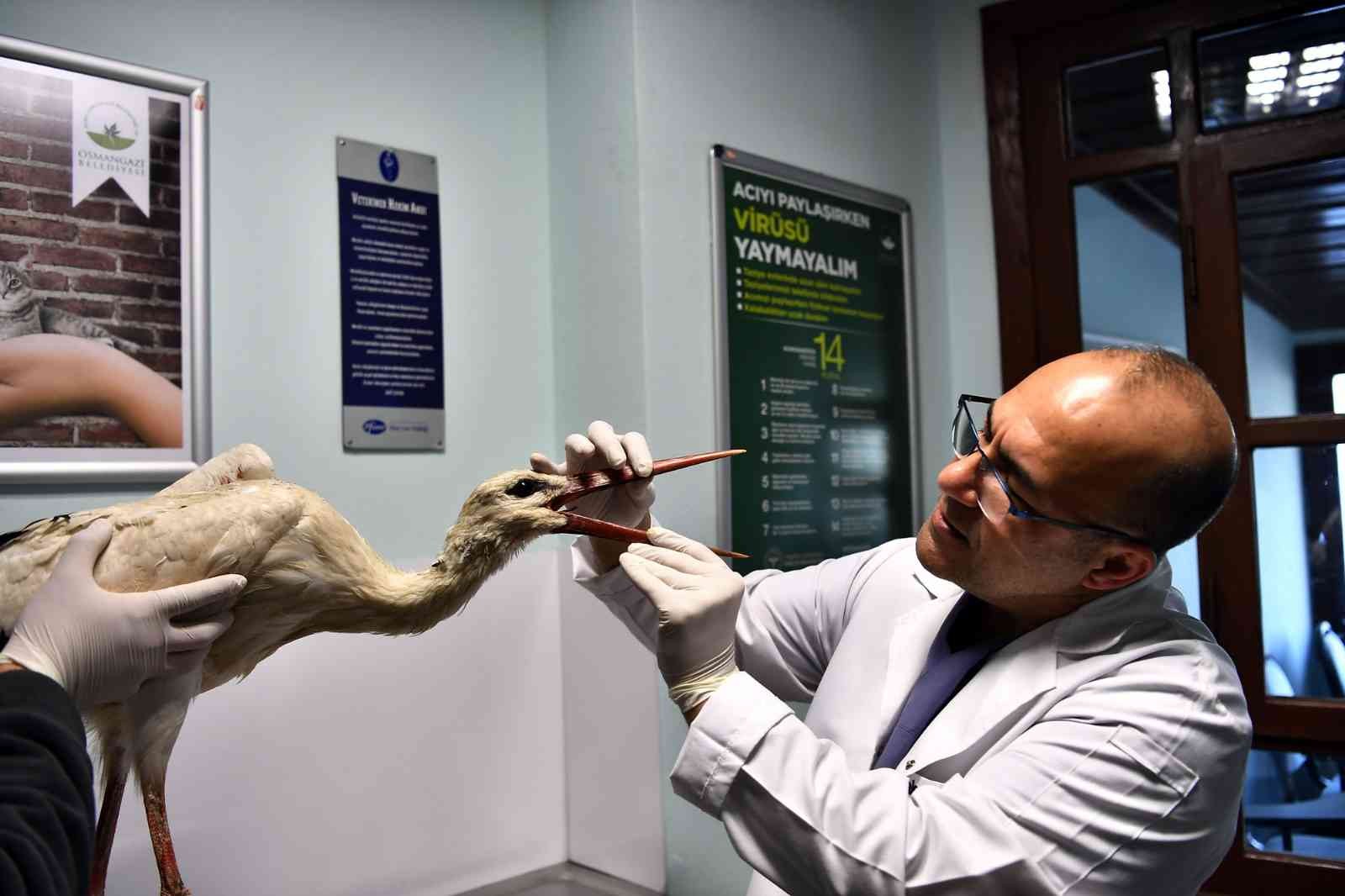 Bursa’da kanadı kırılan leylek tedavi altında