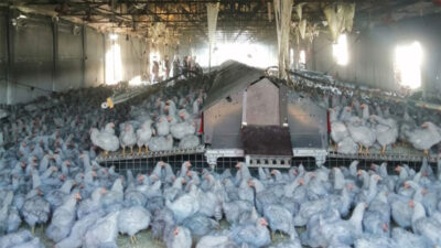 Bursa’da çiftlikte yangın! 4 bin tavuk telef oldu