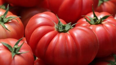 Antalya’da sebze hasadında hareketlilik sürüyor