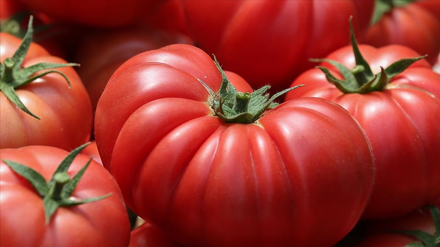 Antalya’da sebze hasadında hareketlilik sürüyor