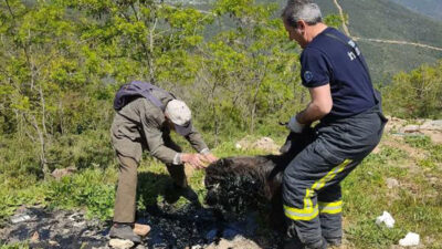 Bursa’da zifte yapışan keçiyi itfaiye kurtardı