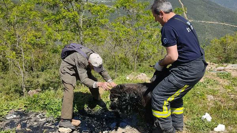 Bursa’da zifte yapışan keçiyi itfaiye kurtardı