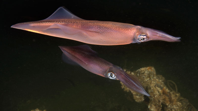 Bursa’nın sualtı zenginlikleri gün yüzüne çıkıyor Bursa’nın sualtı zenginlikleri gün yüzüne çıkıyor
