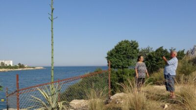 En az 50 yıl bekledi! 25 günde 4,5 metreye ulaştı