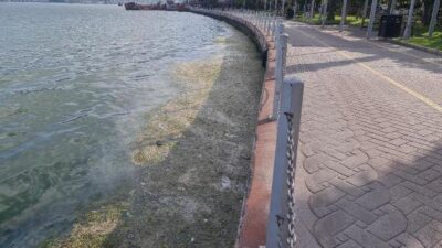 Müsilaja benzer görüntü! Binlercesi sahili kapladı