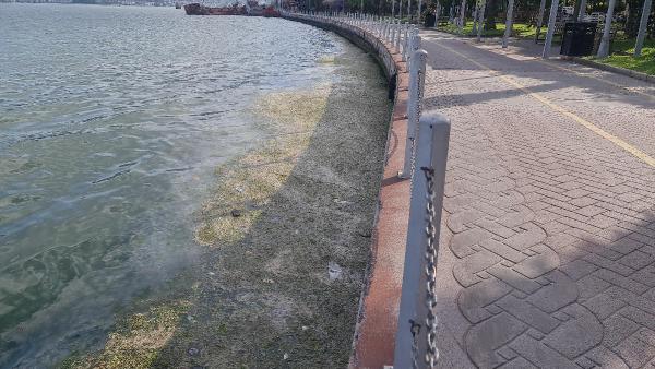 Müsilaja benzer görüntü! Binlercesi sahili kapladı Müsilaja benzer görüntü! Binlercesi sahili kapladı