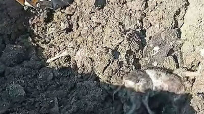 Korkunç görüntü! Kazdıkça çıktı, kokuya dayanamadılar