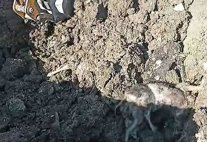 Korkunç görüntü! Kazdıkça çıktı, kokuya dayanamadılar