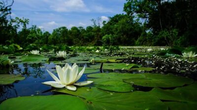 Bursa’da baharla birlikte en renkli halini aldı! Kartpostallık görüntüler