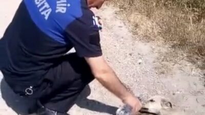 Bursa’da bitkin düşen yavru köpeğin yardımına zabıtalar yetişti