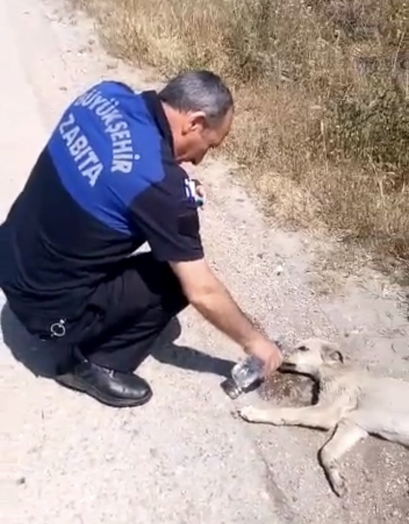 Bursa’da bitkin düşen yavru köpeğin yardımına zabıtalar yetişti