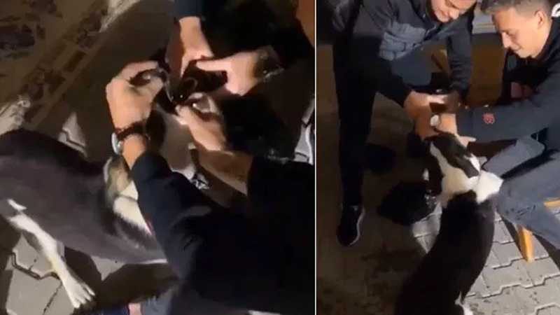 Bursa’da tepki çekmişlerdi! Yeni gelişme Bursa'nın Mustafakemalpaşa ilçesinde bir köpeğe eziyet ettiği öne sürülen 3
