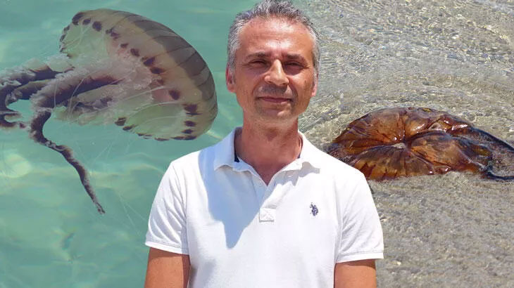 Uzmanlar ‘Pusula denizanalarına’ karşı uyardı: Kesinlikle dokunmayın, gördüğünüzde uzaklaşın Uzmanlar ‘Pusula denizanalarına’ karşı uyardı: Kesinlikle dokunmayın, gördüğünüzde uzaklaşın