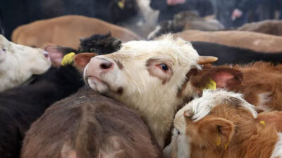 Dana vereminde ürküten tablo!