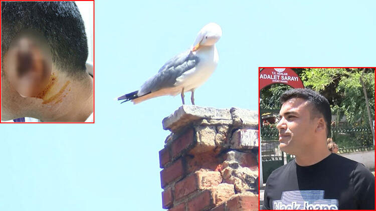 Kavgada ısırılarak koparılan kulağını martı kaptı