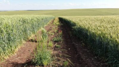 Kazı çalışmasında küp bulundu! İçinde tam 7 bin yıllık…