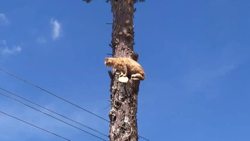 Bursa’da kedi operasyonu Bursa’da ağaçta mahsur kalan kedi itfaiye ekipleri tarafından kurtarıldı.
