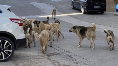 Bursa’da 15 senelik proje! ‘Sokaklarda bir tane hayvan olmayacak’ iddiası…