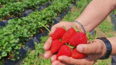 Bursa’daki ’çilek köyü’nde hasat zamanı
