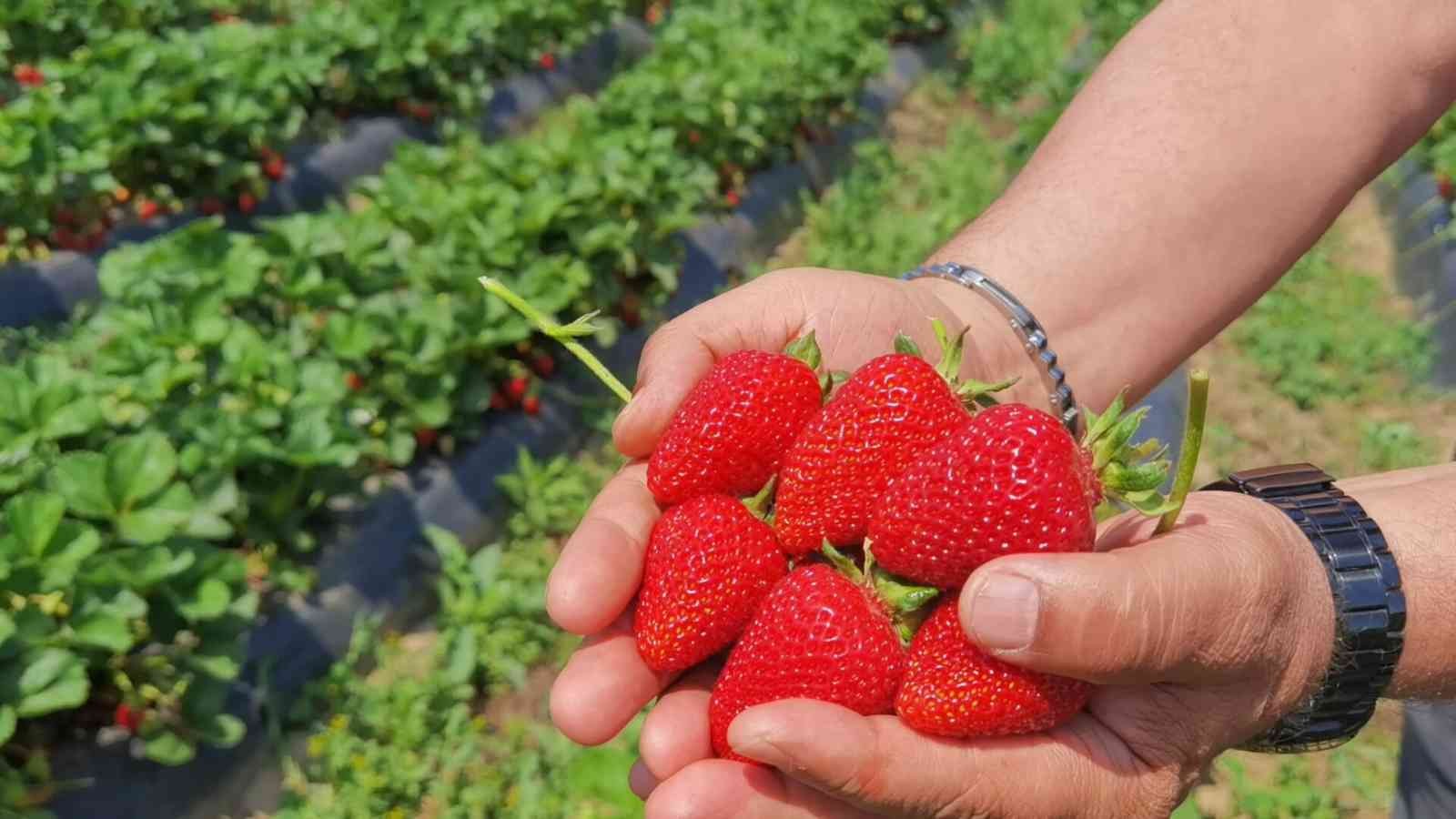 Bursa’daki ’çilek köyü’nde hasat zamanı Bursa’daki ’çilek köyü’nde hasat zamanı
