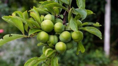 Faydalı olmadığı tek bir şey yok!